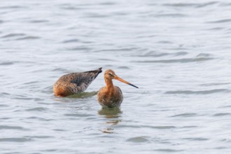 Black Tailed Godwit (Limosa limosa) Wader Birds Foraging