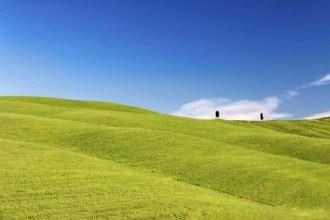 Rolling hills with trees and blue skies, Tuscany, Italy, Europe