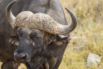 Isolated buffalo in the savannah countryside of Nairobi Park in Kenya
