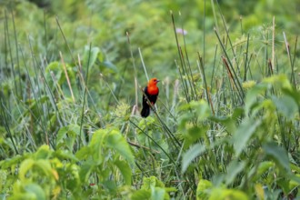 Colorful Scarlet-headed blackbird perched on a reeds stalk against green background, Pantanal
