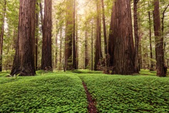 Sunrise in a redwood forest in northern California