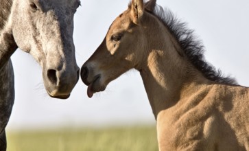 Colt newborn in field Sasktchewan Canada Mother Love