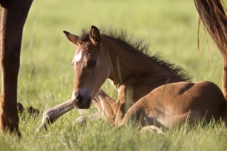 Colt newborn in field Sasktchewan Canada Mother Love