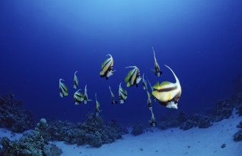 Shoal of bannerfish, Heniochus intermedius, Egypt, Sha'ab Marksur, Red Sea, Africa