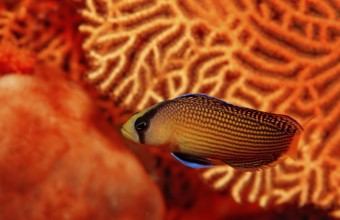 Magnificent dwarf perch, Pseudochromis splendens, Indonesia, Raja Ampat, Irian Jaya, West Papua,