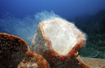 Sponge laying eggs, Komodo National Park, Indian Ocean, Indonesia, Asia
