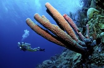 Diver and tube sponge, Aplysina archeri, Netherlands Antilles, Caribbean, Curacao, South America