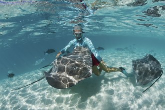 Snorkelling with Pink Whipray in Lagoon, Pateobatis fai, Moorea, French Polynesia | Snorkeling with