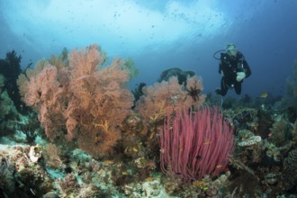 Scuba Diving over Coral Reef, Raja Ampat, West Papua, Indonesia | Scuba Diving over Coral Reef,