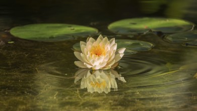 A beautiful water lilly growing in a pond. Color image