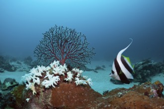 Bleached corals, Cenderawasih Bay, West Papua, Indonesia, Asia