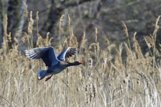 Greylag goose in spring in fight. Greylag goose in spring during courtship and territory defence