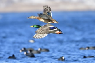 Mallard on an ice floe .Mallard in winter on an ice floes