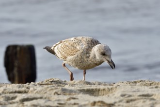 Juvenile herring gull foraging. portrait from a European herring gull