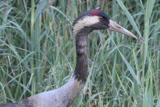 Common Crane family in a meadow