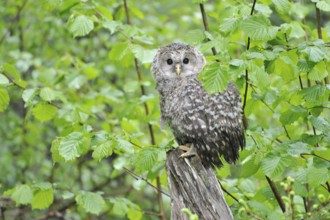 Young Ural owl on a trunk tree