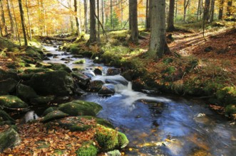 The Kleine Ohe in the Bavarian Forest, in autumn. Mountain creek, Kleine Ohe, Bavarian Forest