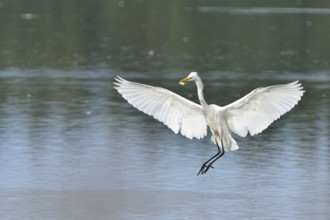 Great egret, Casmerodius albus, Great white egret in Upper Lusatia