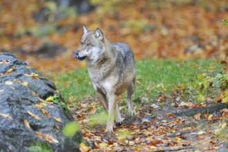Canis lupus