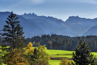 Green meadows, Allgäu Alps and mixed forest near Ofterschwang, Allgäu, Bavaria, Germany, Europe