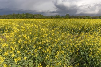 Rapeseed fields in bloom in spring. Bas Rhin, Alsace, France, Europe