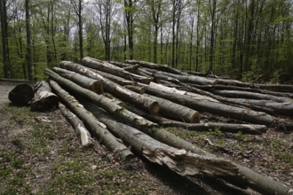 Wood pile, logging, forestry, woodcutting, wood pile, logging in deciduous forest