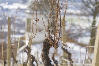 Snow-covered vines in the Radebeul vineyards, here the state vineyard Schloss Wackerbarth,