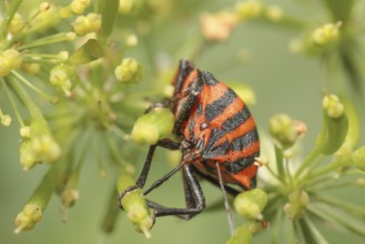 Striped bug sucks on an umbellifer, Striped bug sucks on a umbellifer