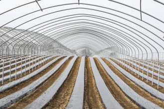 Frame of a greenhouse and fields with growing vegetables at the Flemish countryside around
