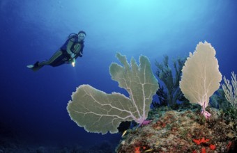 Coral reef and divers, Punta Cana, Caribbean Sea, Dominican Republic, Central America