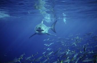 Great white shark, Carcharodon carcharias, South Africa, Dyer Island, Gansbaai, Atlantic Ocean,