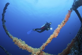 Diver at Numidia Wreck, Brother Islands, Red Sea, Egypt | Scuba Diver at Numidia Wreck, Red Sea,