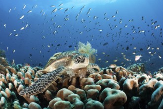 Green turtle, Chelonia mydas, Raja Ampat, West Papua, Indonesia, Asia