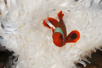 Spiny anemonefish, Premnas aculeatus, Kimbe Bay, New Britain, Papua New Guinea, Oceania