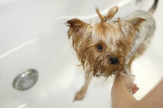 Wet small dog being held while getting a bath in a white tub