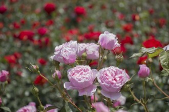 Blooming beautiful colorful roses in the garden background