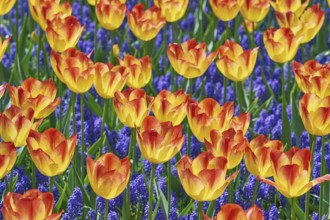 Rad and Yellow Tulips Keukenhof, Netherlands