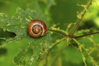 A close-up of a snail on an eroded green leaf full of details and textures, Lower Saxony, Germany,