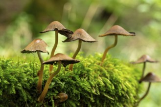 Group of small mushrooms on a moss-covered tree stump in the forest, natural environment, North
