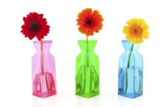 Colorful Gerber in modern glass vases isolated over white