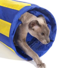 Siamese cat is playing with a tunnel