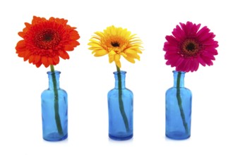 Row blue glass vases with colorful flowers isolated over white