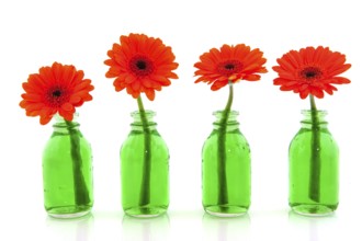 Row with orange Gerber in green bottles