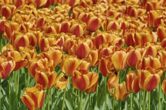 Fowered Bed of Red and Yellow Tulips Keukenhof, Netherlands