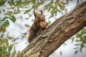 Squirrel Sitting on a Tree and Eats a Walnut Varna, Bulgaria, Europe