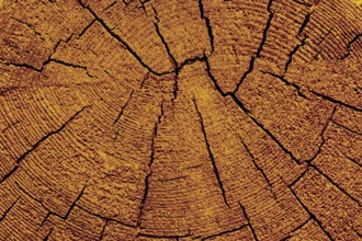 Cut tree stump surface as a background texture