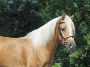 Portrait of beautiful palomino welsh pony