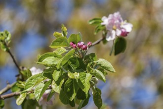 Branch with green leaves and buds in front of the sky, borken, münsterland, germany