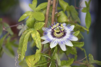 Vigorously flowering passion flower - stamens and ovary of the medicinal plant