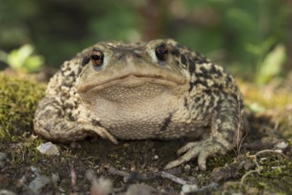 A Mediterranean, common toad in frontal view